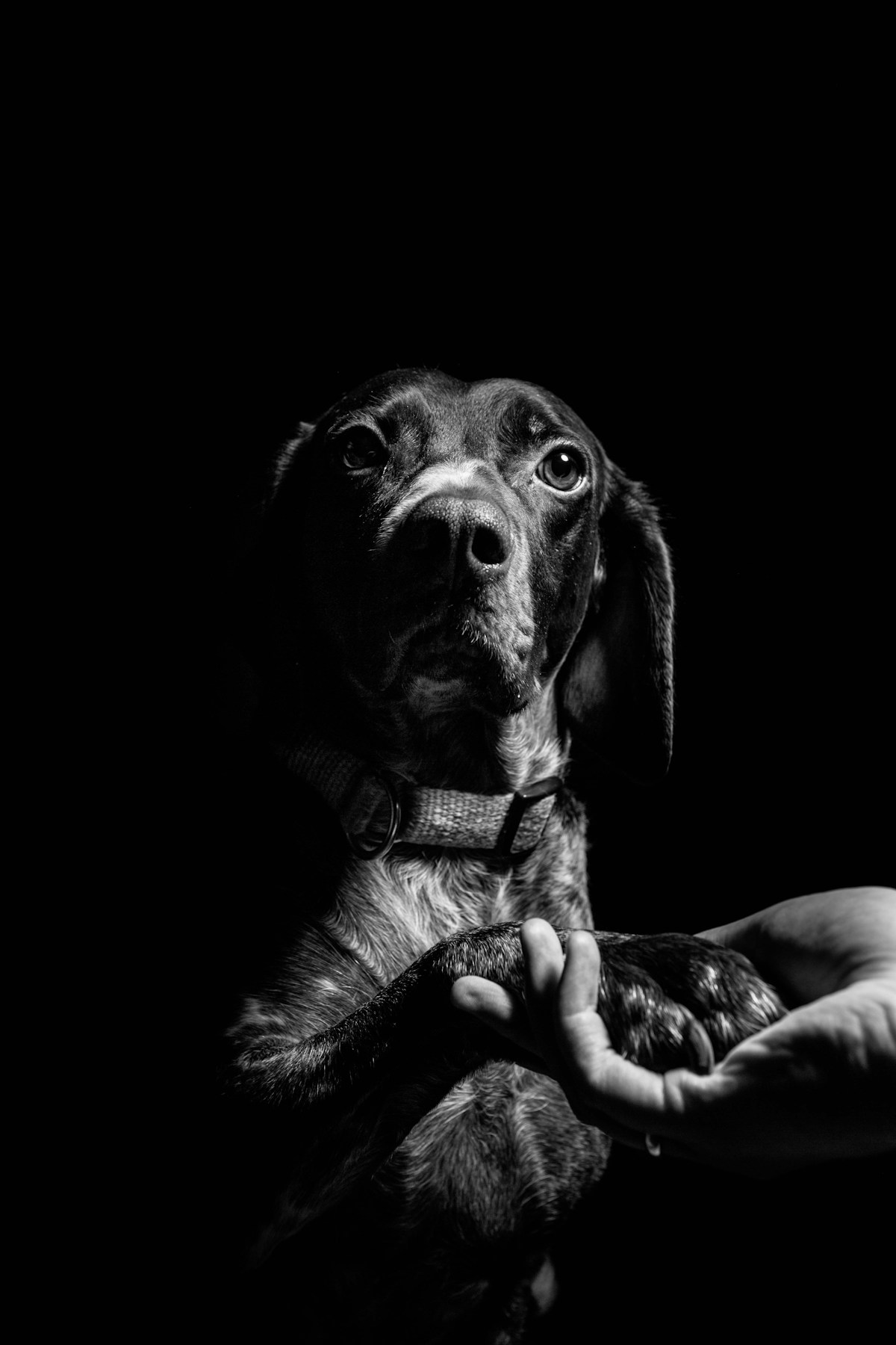 Una zampa di cane appoggiata sulla mano di una persona
