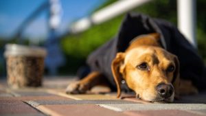 Se lo vedi giù di corda non sottovalutare il problema. - Improntaunika.it