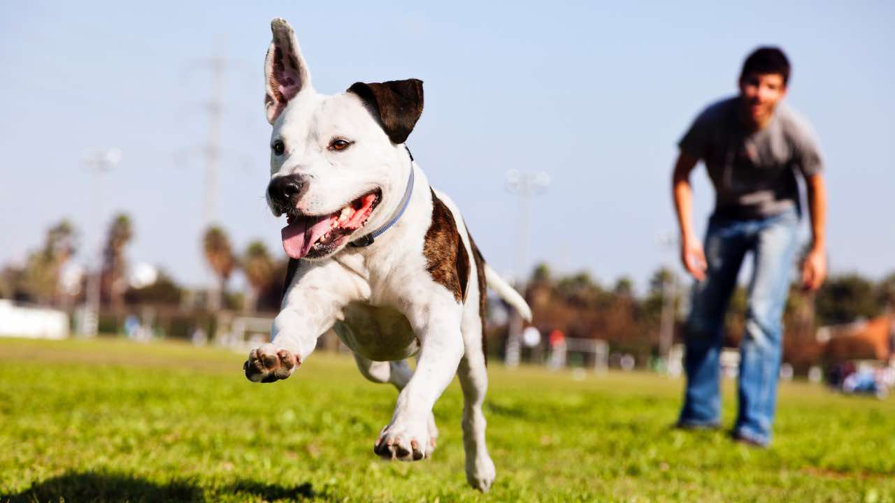 Cane che corre al parco 