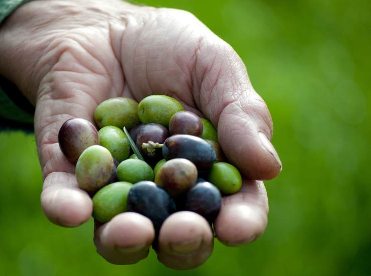 Una recente ricerca sottolinea le proprietà antitumorali dell'olio. - Improntaunika.it