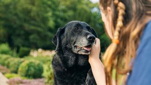 Prendiamoci cura dei nostri anziani animali. - Improntaunika.it