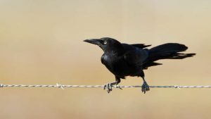 Un giovane merlo indiano. - Improntaunika.it