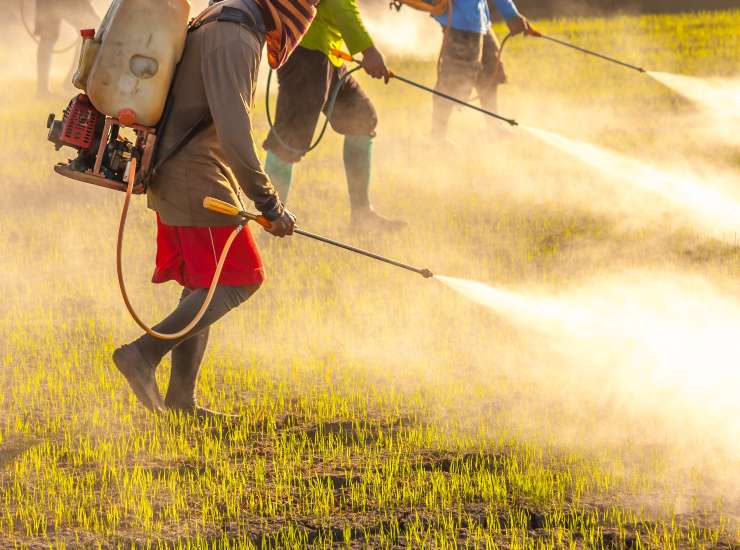 Nel mirino dell'indagine soprattutto i cereali. - Improntaunika.it