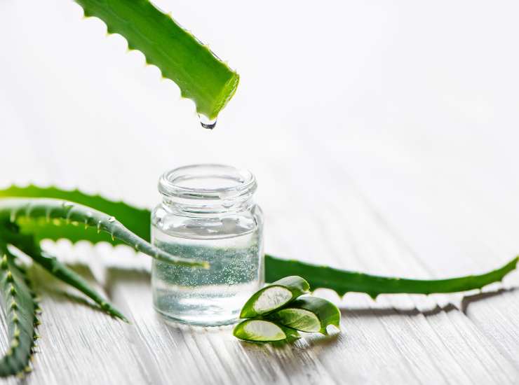 L'aloe vera è un ingrediente incredibilmente versatile. - Improntaunika.it