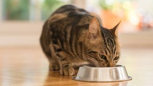 Gatto che mangia dentro una ciotola