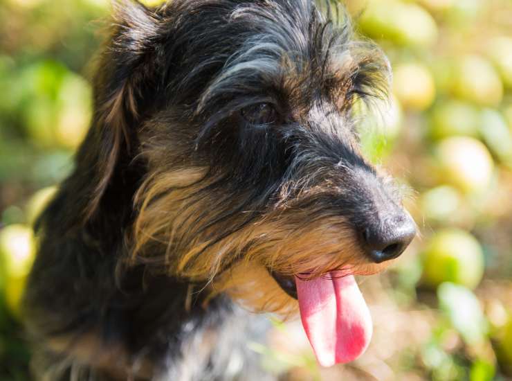 Massima attenzione a cosa mangia se siete a spasso. - Improntaunika.it