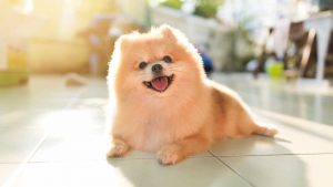 Un esemplare di pomerania. - Improntaunika.it