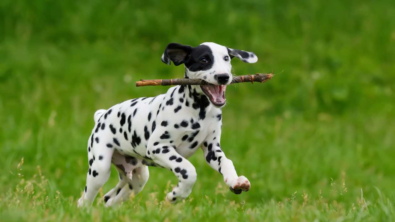 Un cucciolo di Dalmata. - Improntaunika.it