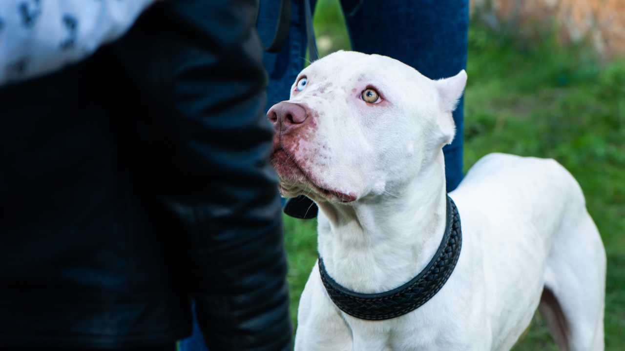 Ecco come prendersi cura dei pitbull. - Improntaunika.it