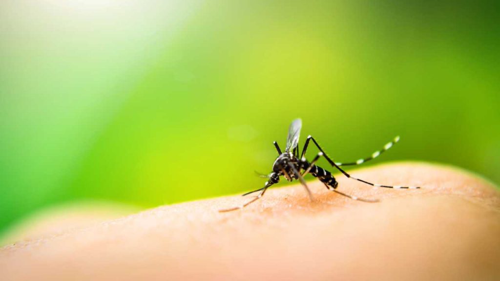 Le zanzare sono uno dei crucci dell'estate; ecco come puoi liberartene. - Improntaunika.it
