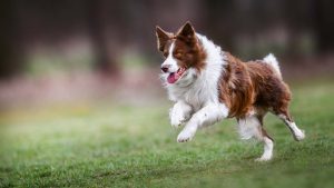 Cane che corre in un prato