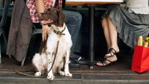 Portare cane al ristorante