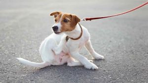 Cane che si gratta il collare