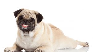 Cane con dentiera finta