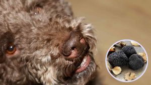 Cane da tartufo - ImprontaUnika.it