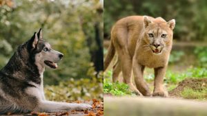 Collage di un cane e di un puma