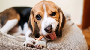 Dental stick per cani - ImprontaUnika.it