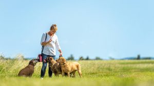 Dog sitter a passeggio