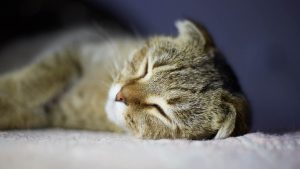 Gatto che riposa