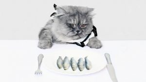 Gatto a tavola