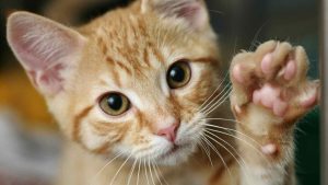 Primo piano gatto
