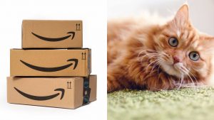 Il caso del gatto spedito su Amazon