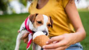 Gelato per cani