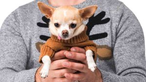 Lana di cane - ImprontaUnika.it
