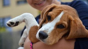 Cane in braccio al suo padrone