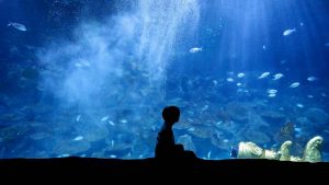 Acquario di Genova. - Improntaunika.it