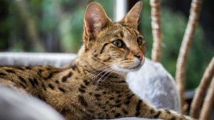 Gatto Ashera. - Improntaunika.it