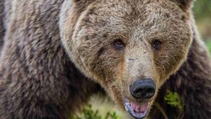 Attacco di un orso. - Improntaunika.it
