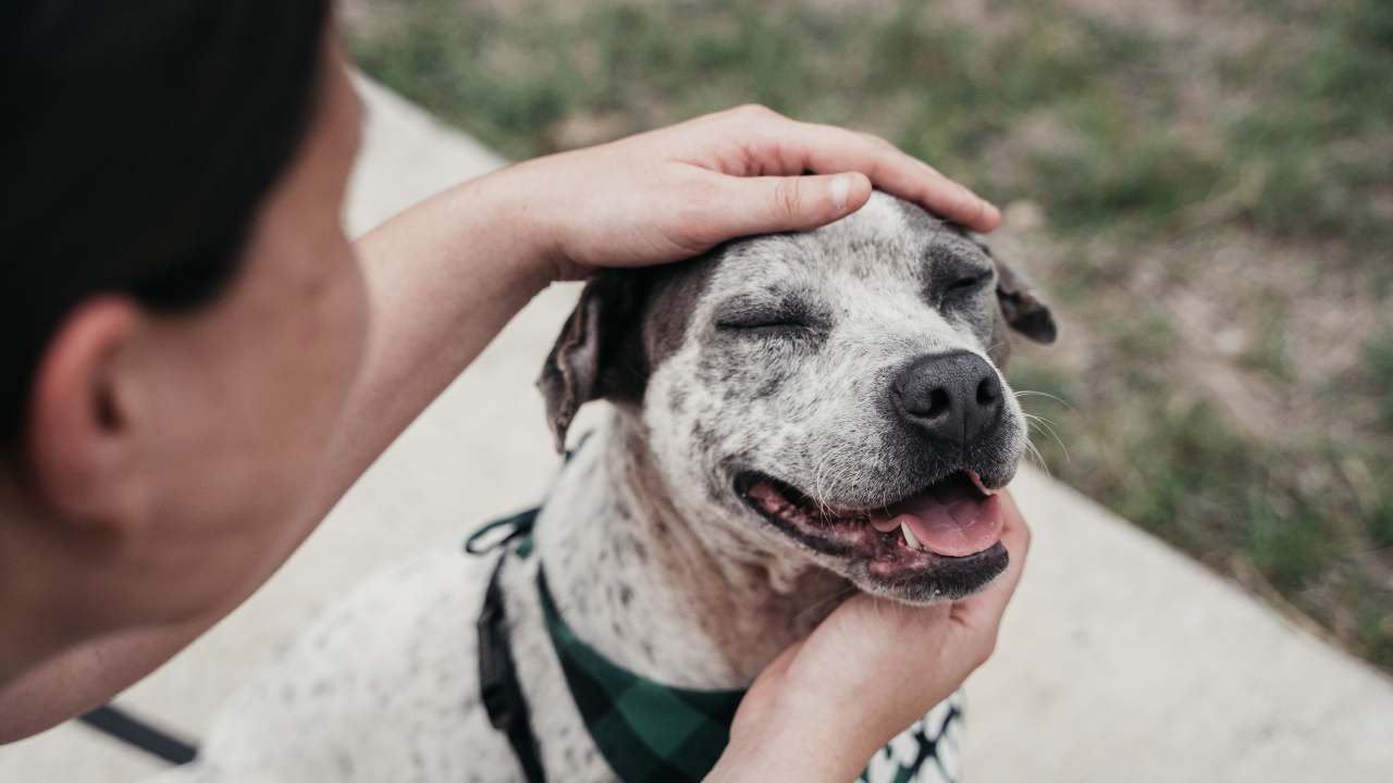 Oltre 600 cani salvati. - Improntaunika.it