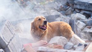 I cani possono percepire i terremoti (e non solo). - Improntaunika.it