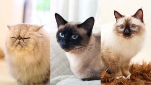Che gatto sei? - Improntaunika.it