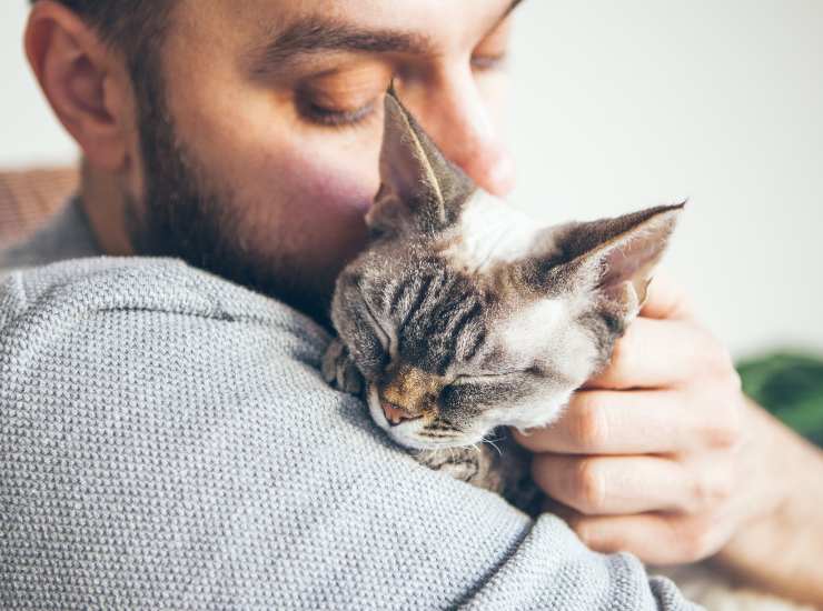 I segnali d'affetto dei gatti sono poco convenzionali, ma sinceri. - Improntaunika.it