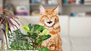 Gatti e piante da evitare. - Improntaunika.it