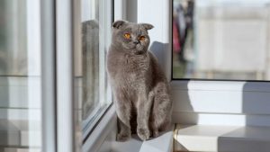 Gatti e temperature. - Improntaunika.it