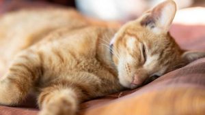 Gatto nel letto. - Improntaunika.it