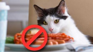 Divieto su questo cibo. - Improntaunika.it