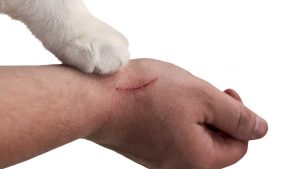Il gatto ti graffia? - Improntaunika.it