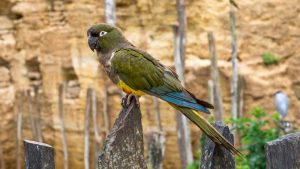 Kakapo. - Improntaunika.it