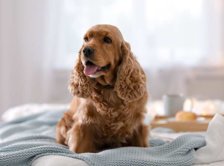 Un esemplare di cocker spaniel. - Improntaunika.it