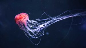 Meduse pericolose. - Improntaunika.it