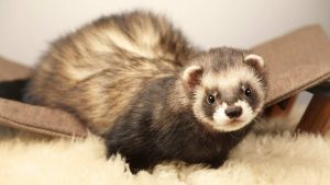 Un furetto: possono essere anche domestici! - Improntaunika.it