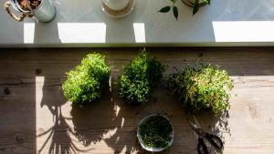 Piante aromatiche sul balcone. - Improntaunika.it