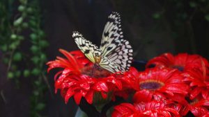 Ti piacciono le farfalle? - Improntaunika.it