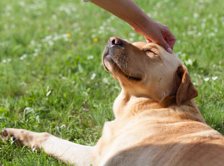 Ecco le capacità straordinarie dei nostri cani. - Improntaunika.it