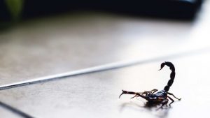 Scorpioni in casa. - Improntaunika.it