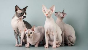 Gatti sphynx. - Improntaunika.it